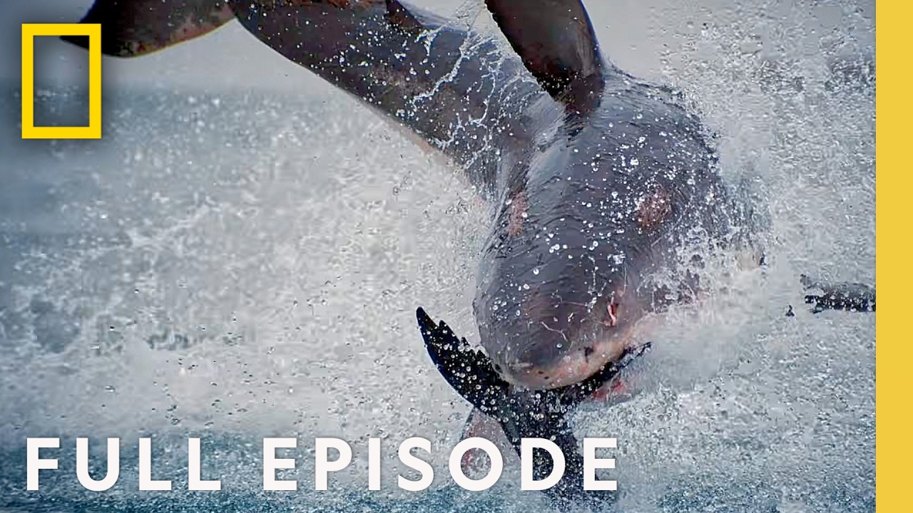 United Sharks of America: The Ultimate Shark Bite Capitals (Full Episode) | SPECIAL | National Geographic – Video