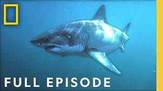 Real-Life Jaws: Shark Attacks in America (Full Episode) | SPECIAL | National Geographic