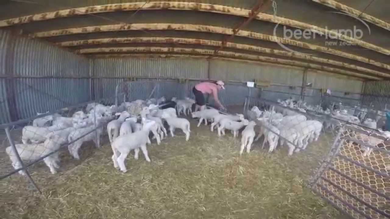 Orphan lamb rearing YouTube
