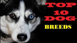 Top 10 Cutest Dog Breeds || Pictures 2017 || by Lajeko Pet's 70 views 6 years ago 1 minute, 16 seconds