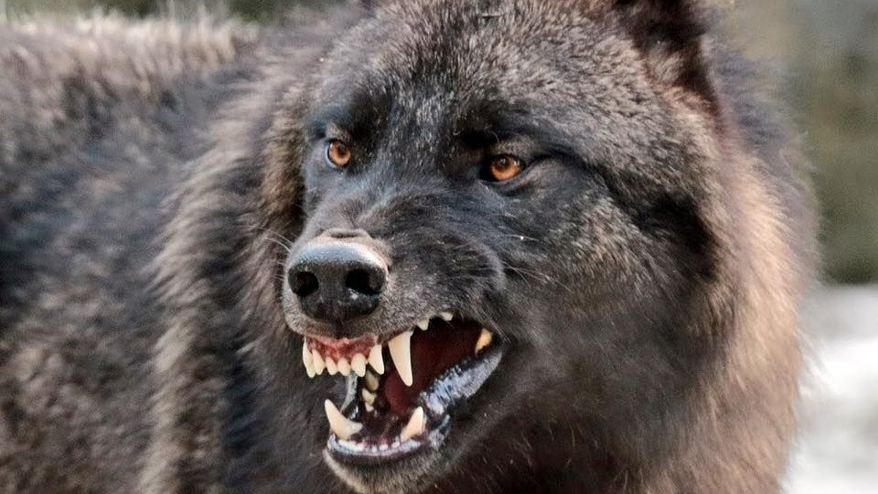 Агрессивный волк красивые фото и картинки