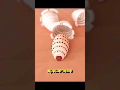 Когда зуд — это не укус, а что-то шевелится внутри