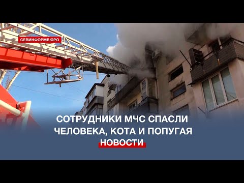 Человека, кота и