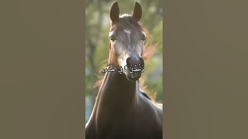 واتس اب قران كريم القارئ ياسر دوسري (سوره العاديات)