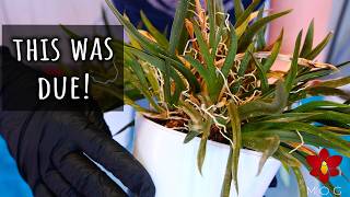 What happens when a Tolumnia Orchid grows too big? - Repot & chill, rescue parrot update!