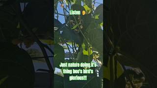 Bees Birds Wildlife Summer Vegetables S