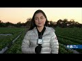 Farmers prepare for freezing temperatures