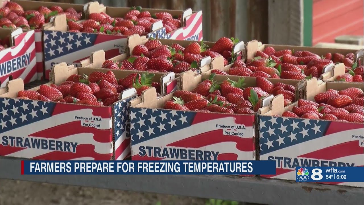 Farmers prepare for freezing temperatures