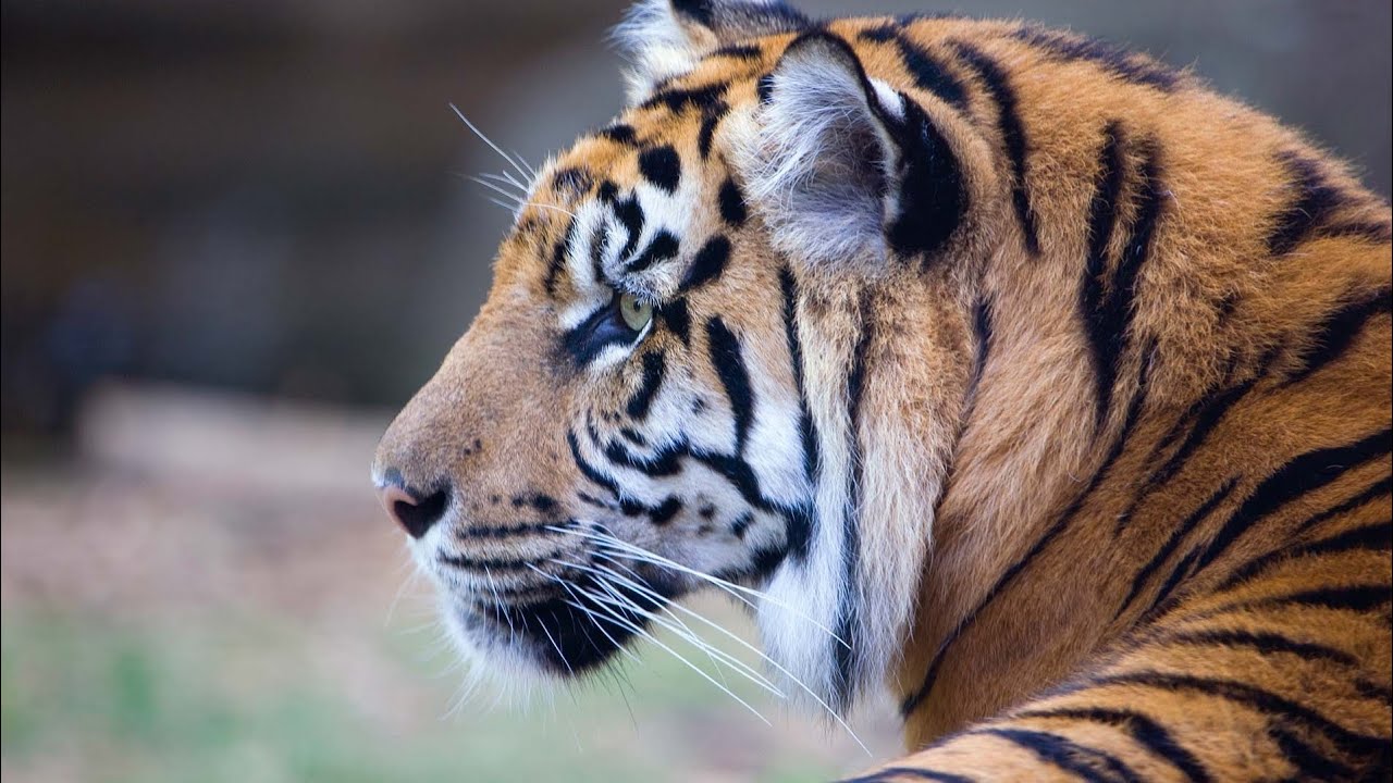 sumatran tiger sound effects YouTube