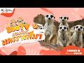 🔴 Live! Meerkat | 6-6-2026 , 12:00 | Zoo TV สวนสัตว์นครราชสีมา