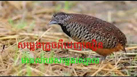 សម្លេងក្រួចអ៊ឺត ច្បាស់ល្អដេញលឿន មានសម្លេងឈ្មោស