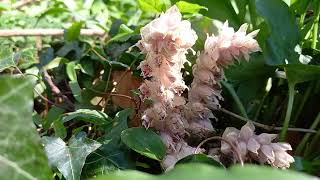 Toothwort Plant: A Close-up Look at its Unique Characteristics and Growing Habit