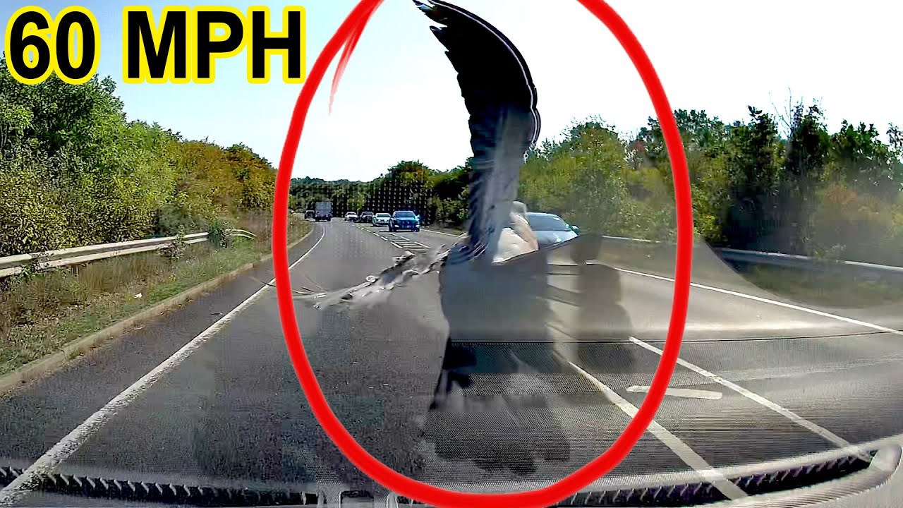 Bird Strike At 60mph Bird Hitting My Windshield YouTube Bird Strike At 60mph Bird Hitting My Windshield YouTube