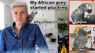 My African Grey Started Feather Plucking! Why + How I Stopped It