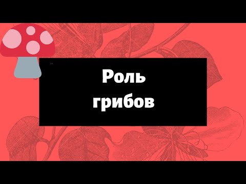 Грибы. Роль грибов.