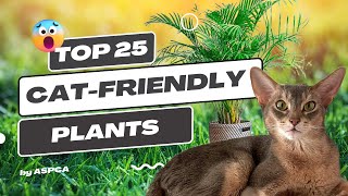 🌿 25 Purr-fect Plants for a Cat-Friendly Oasis 🐈 || They Are 100% SAFE Houseplants by ASPCA by Meow Moments 26 views 1 year ago 9 minutes, 17 seconds