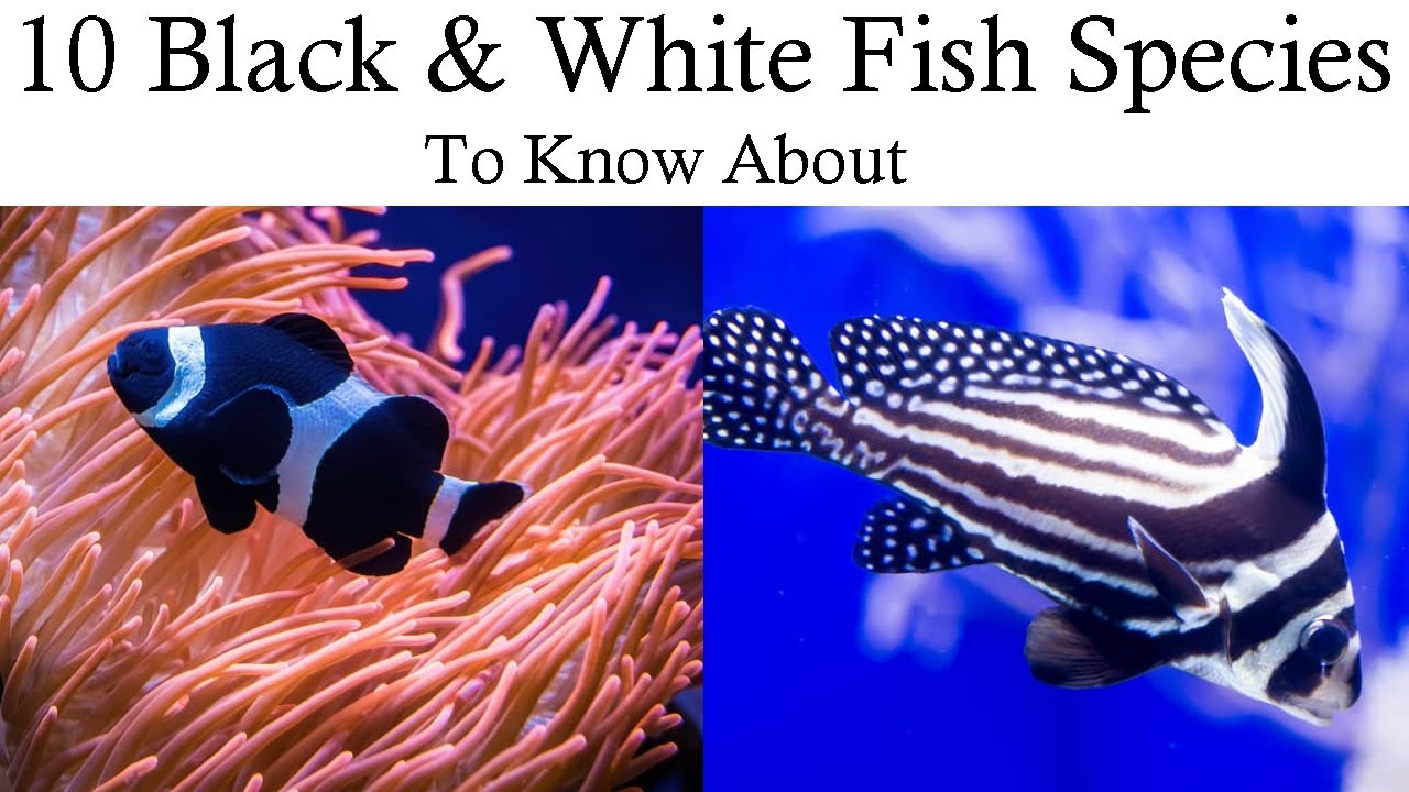 10 Black White Fish To Know About In Exactly 2 Minutes YouTube Maxresdefault