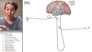Brain 1- Introduction