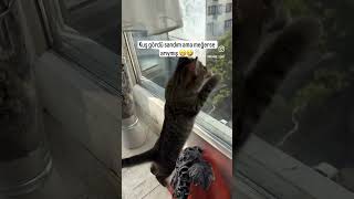 Küçük kızım 😻#cat #yaramaz #tekirkedi #kedi #sokakcanları # #keşfet  #eğlenceli #kediseverler