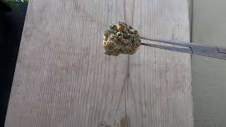 Skunk feather gelato 21 and older