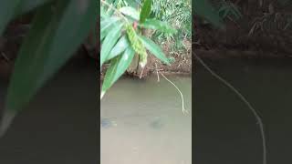 Httpsyoutubecomshortscgwrhx04pkmsip30p8zlgwvlxlgxg anime