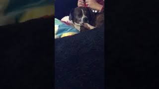 Weird Dog Likes To Lick Foot