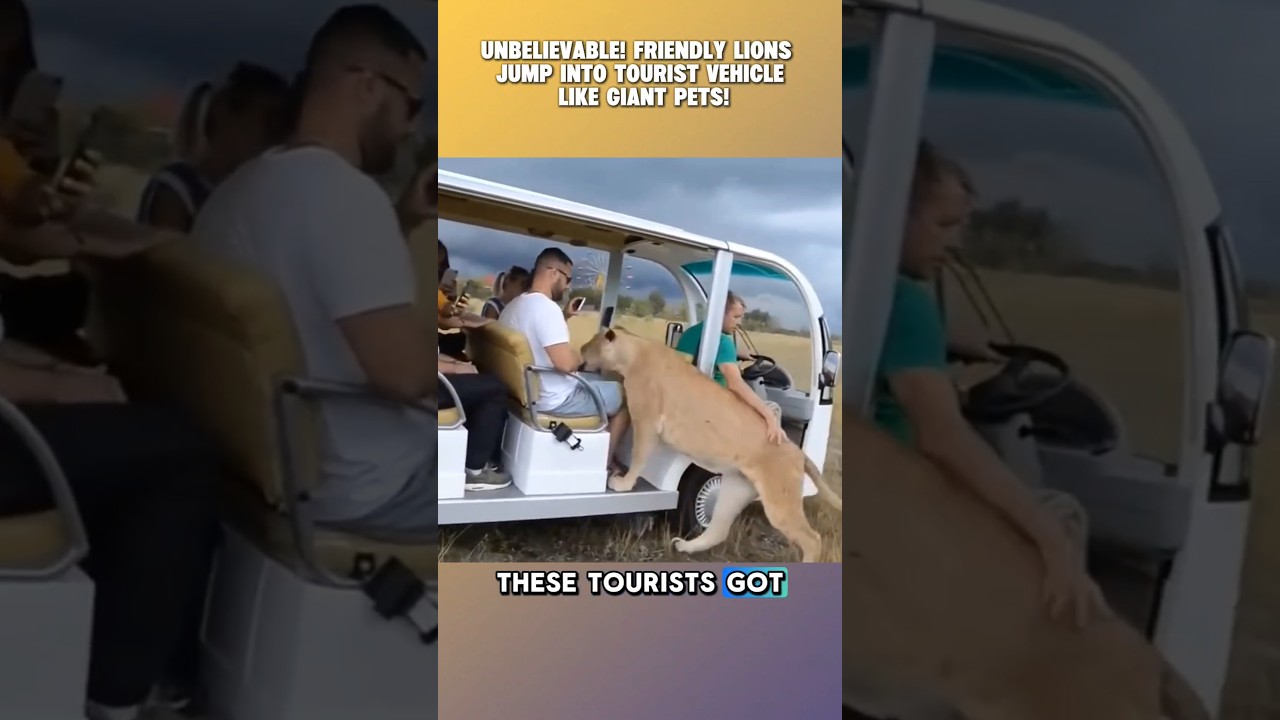 Guarda Tourists Shocked as Friendly Lions Hop Into Their Vehicle Like Giant Pets! #lion #wildlife su YouTube Guarda Tourists Shocked as Friendly Lions Hop Into Their Vehicle Like Giant Pets! #lion #wildlife su YouTube