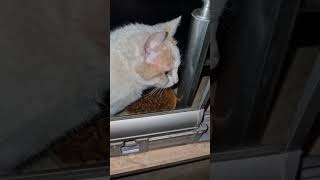 #kedi #kediler #konusankediler #konuşankedi #komik #catshorts  #komikvideolar #trending #reels #cat