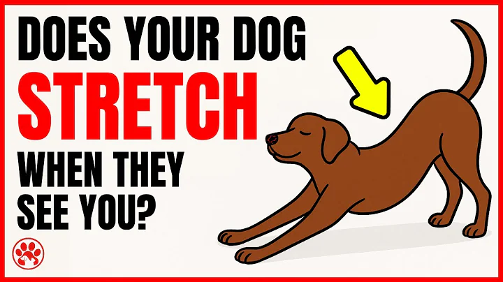 Does Your Dog Stretch When They See You? – They’re Trying to Tell You Something ❤️