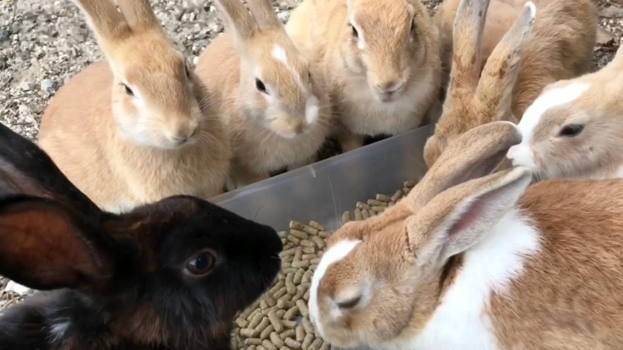 The first big rabbit summit of 2026 is officially happening!