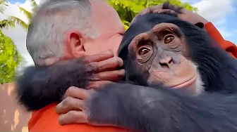 Chimpanzee Reunites With Dad After 38 Years. You Won’t Believe His Reaction!!