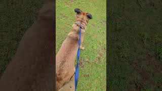 Lane Drop off Clip dump (3)