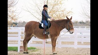 Famous LTR Training Tip #82: Good Equitation Net Worth
