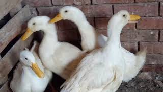 White ducks sound effect