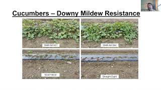 Open Source Seed Initiative: Cucurbit Downy Mildew Resistance webinar