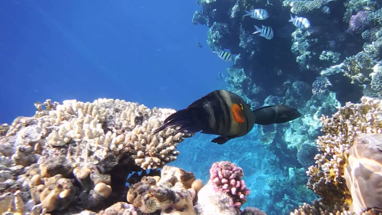 Перистохвостый хейлин.Cheilinus lunulatus.Broomtail Wrasse. DSCF3929