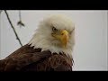 Decorah Eagles- Happy Father's Day DM2