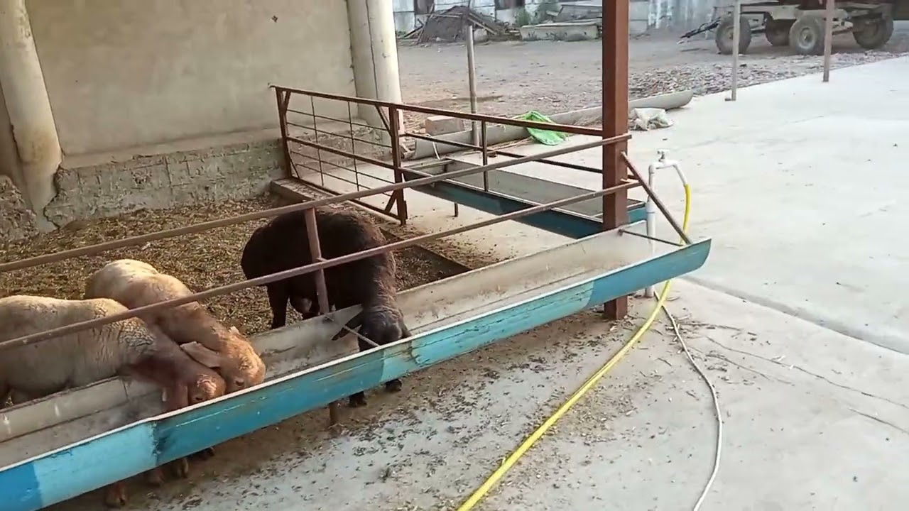 10 октябрь қўйхона қурилиши ва қўйлар кўриниши