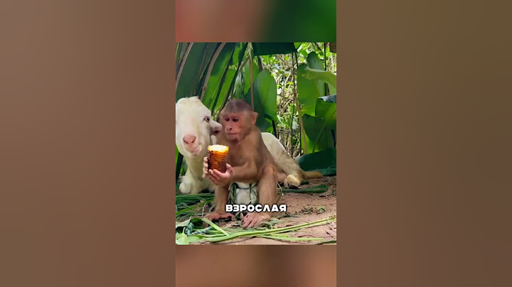 У этой обезьянки была собственная Коза🥰