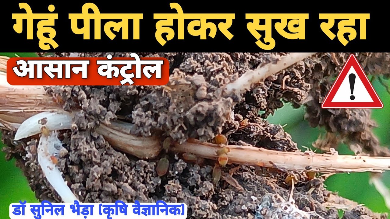 गेहूं पीला पड़कर सुख रहा- कंट्रोल कैसे करे ? गेहूं की जड़ में कीड़ा🤔 Wheat Root Aphid #drsunilbhaira