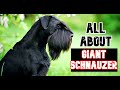 All about the GIANT Schnauzers