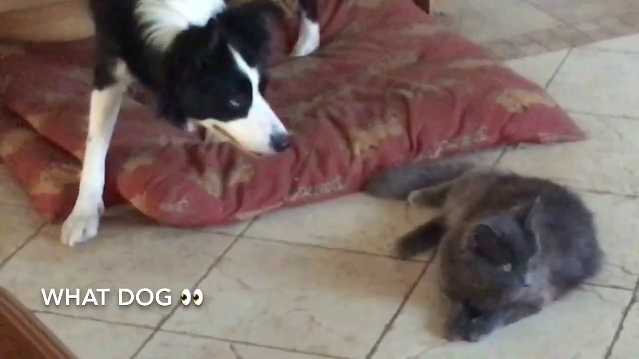 BORDER COLLIE stalking eyeing CAT funny dog and cat YouTube