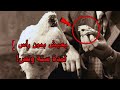 ديك يعيش سنة ونصف بدون رأس