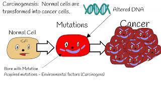 Carcinogenesis - Mechanism of action.  Proto-Oncogenes vs Oncogenes, tumor suppressor gene P53