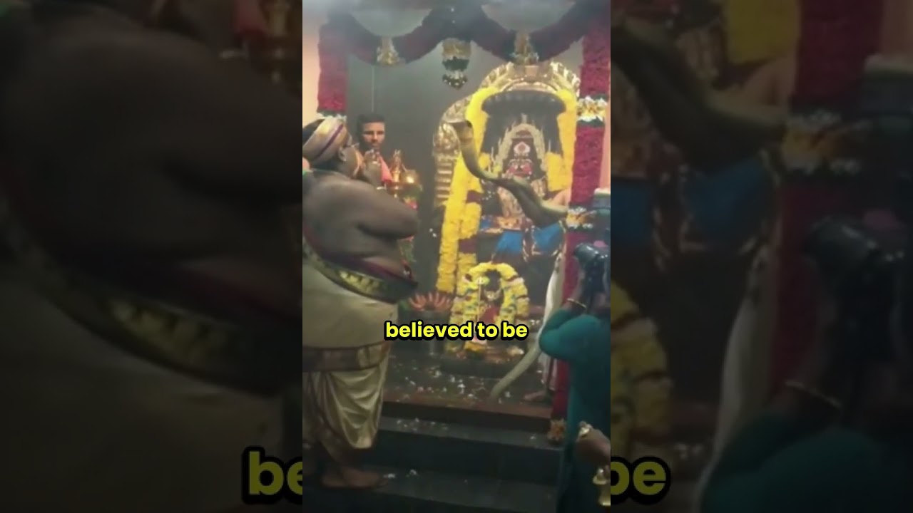 Do you Know why Indians worship Snakes?