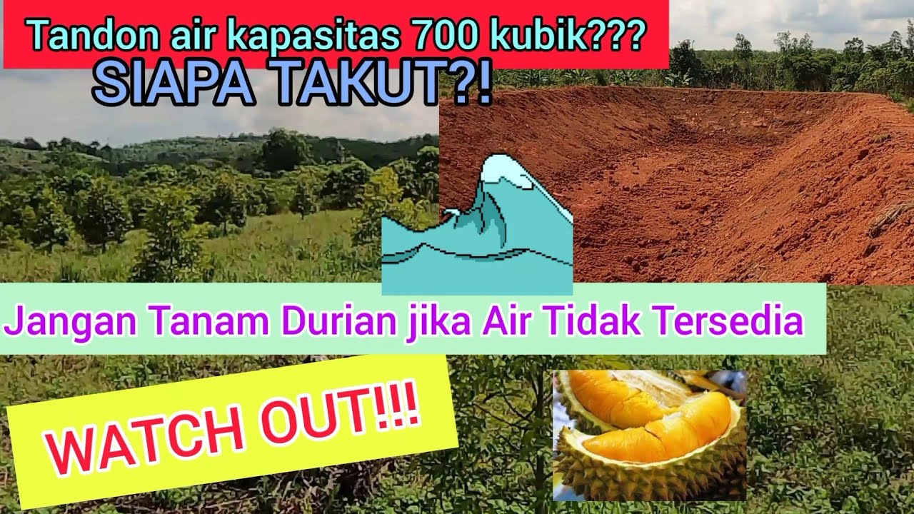Review KOLAM Penampungan Air Untuk Tanaman DURIAN