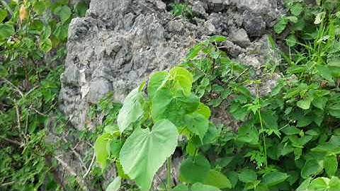 Cây Cối xay vị thuốc chữa sỏi thận ,viêm đường tiết niệu