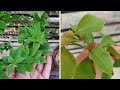 My bougainvillea plant drying out  what to do  the right gardening