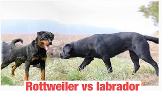 Rottweiler vs Labrador 🔥 #shorts #viral