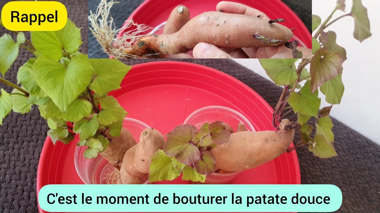 Comment faire pousser la patate douce ? 2024